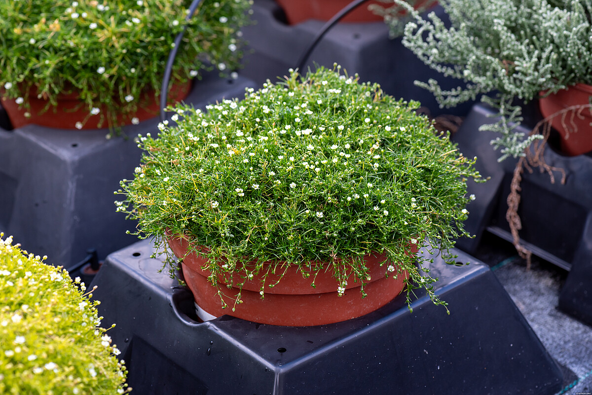 Sagina subulata - Karmnik ościsty Green Moss - obrazek 2