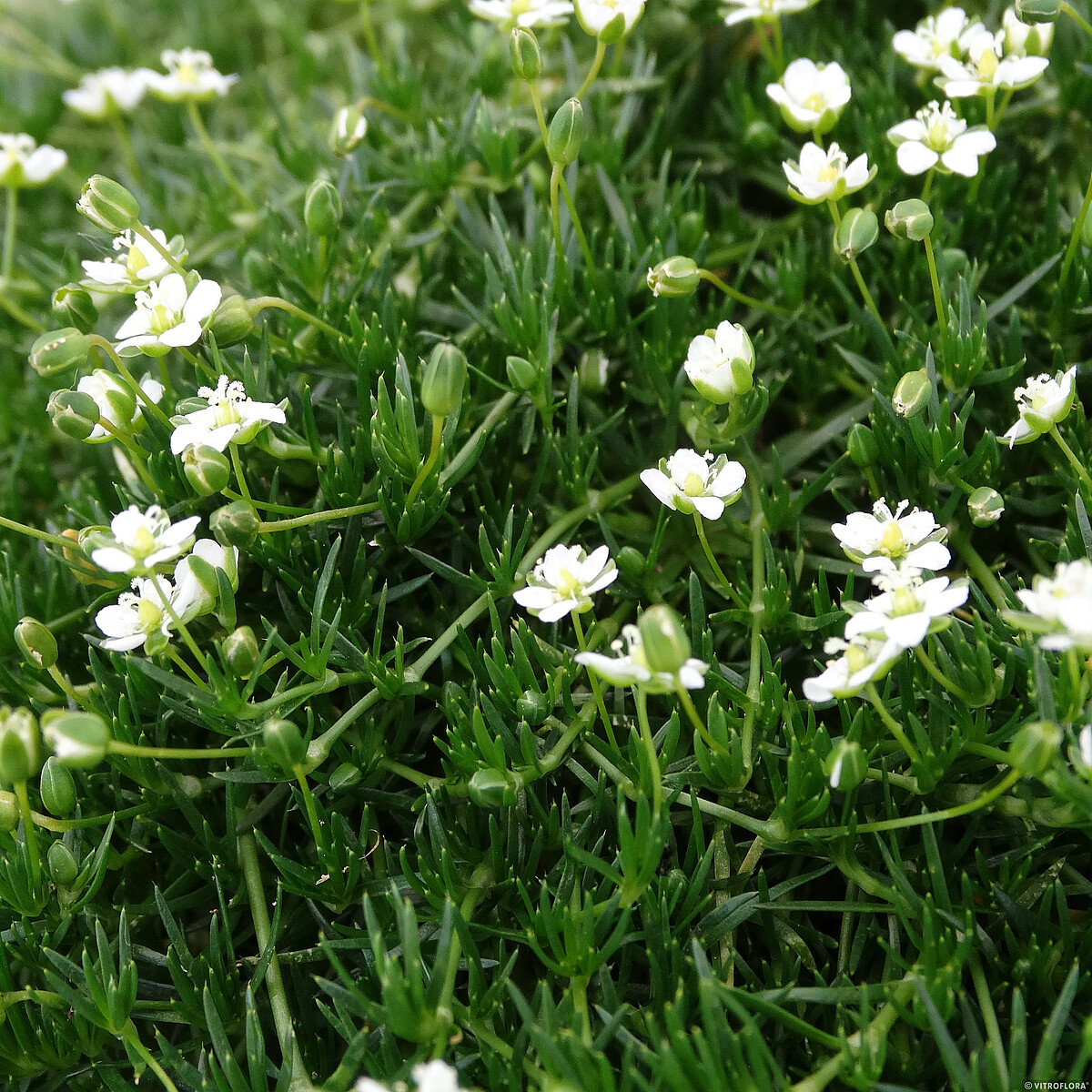 Sagina subulata - Karmnik ościsty Green Moss - obrazek 3