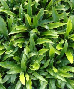 Alternative view of Asplenium scolopendrium - Języcznik zwyczajny