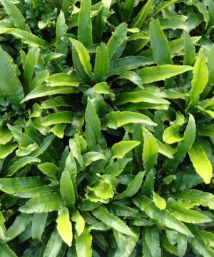 Alternative view of Asplenium scolopendrium - Języcznik zwyczajny