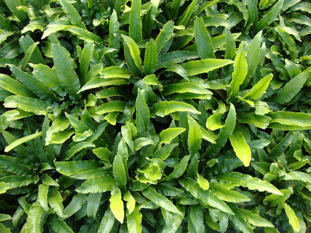 Asplenium scolopendrium - Języcznik zwyczajny - obrazek 2
