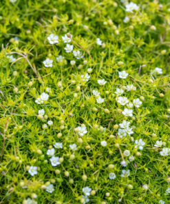Alternative view of Sagina subulata - Karmnik ościsty Lime Moss