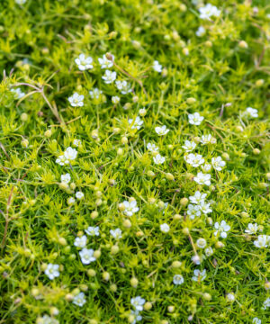Alternative view of Sagina subulata - Karmnik ościsty Lime Moss