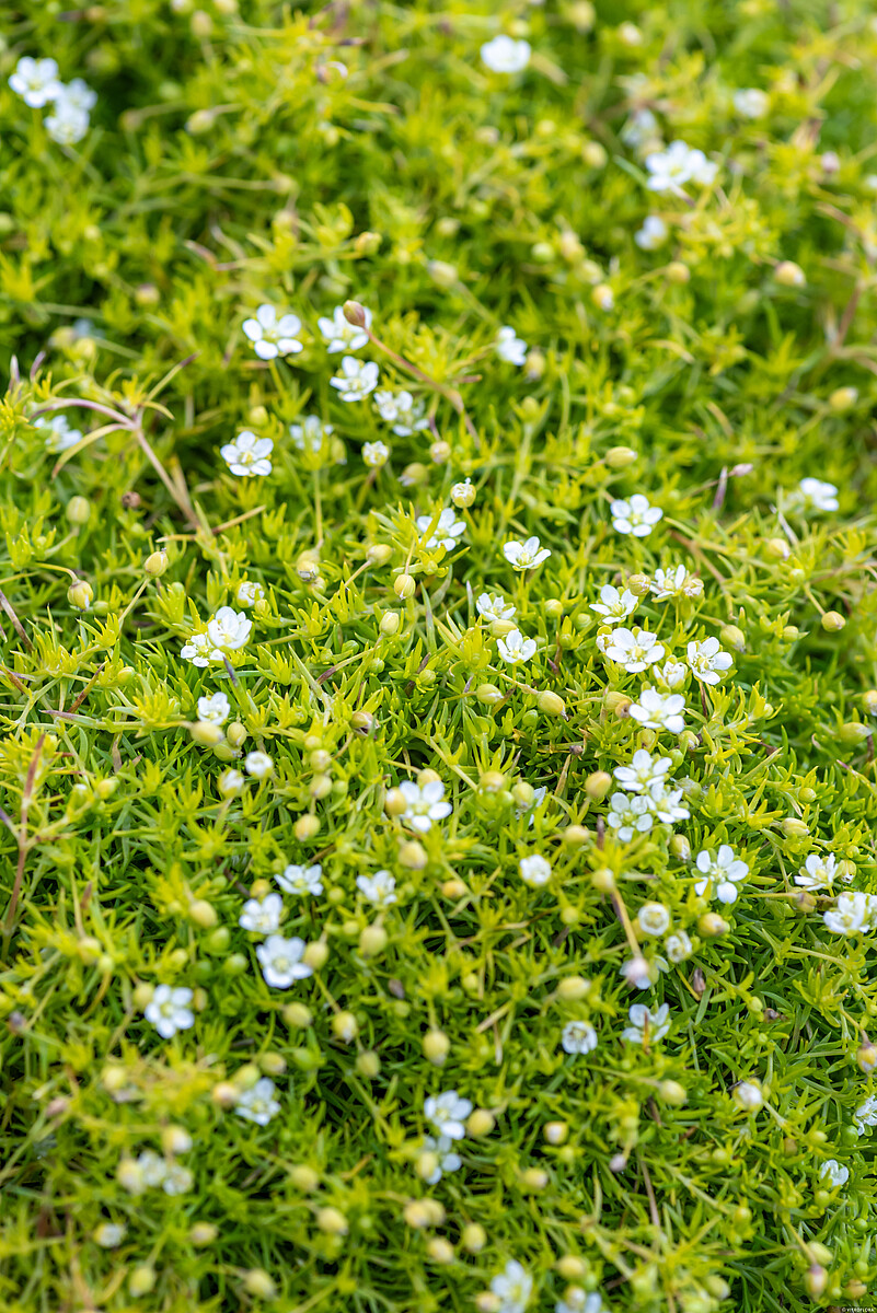 Sagina subulata - Karmnik ościsty Lime Moss - obrazek 2
