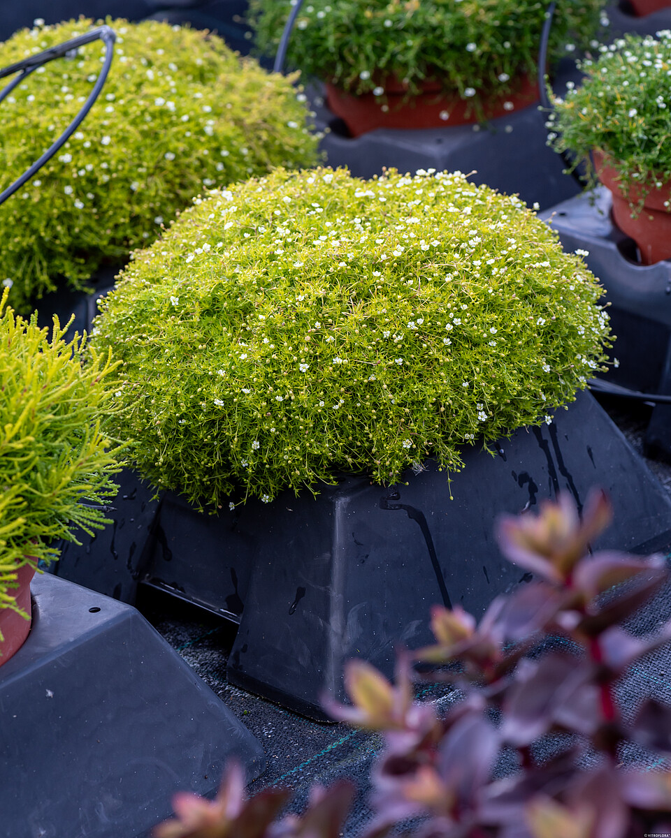 Sagina subulata - Karmnik ościsty Lime Moss - obrazek 3