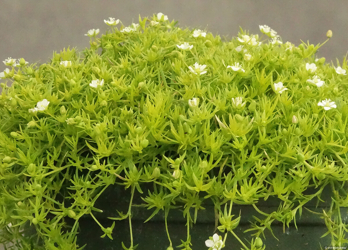 Sagina subulata - Karmnik ościsty Lime Moss - obrazek 5