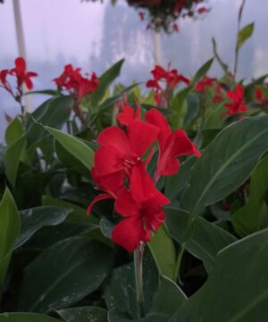 Alternative view of Canna - Paciorecznik Kreta