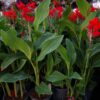Canna - Paciorecznik Kreta
