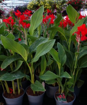 Canna - Paciorecznik Kreta
