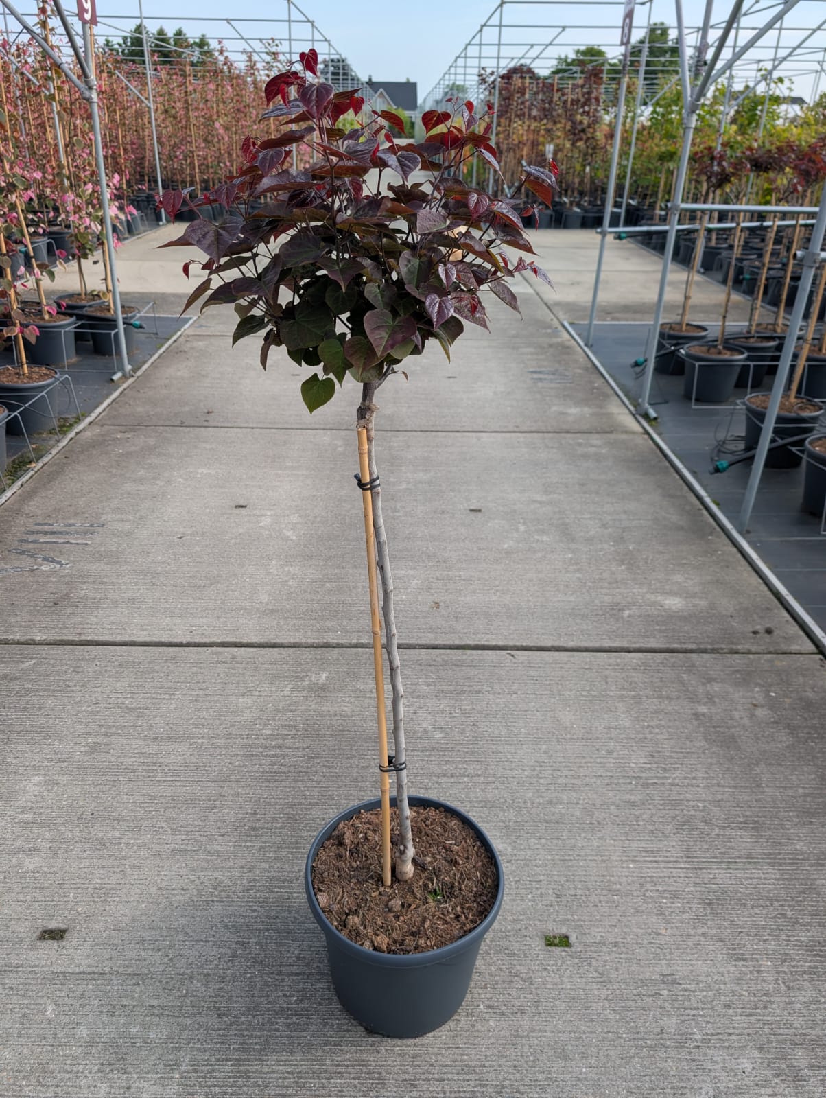 Cercis canadensis - Judaszowiec kanadyjski Garden Gems Amethyst 80-120 cm Przedsprzedaż wyłka w drugiej połowie lipca 2026