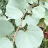 Cercis griffithii - Judaszowiec griffithii Blue Lagoon 50-70 cm Przedsprzedaż wyłka w drugiej połowie lipca 2026