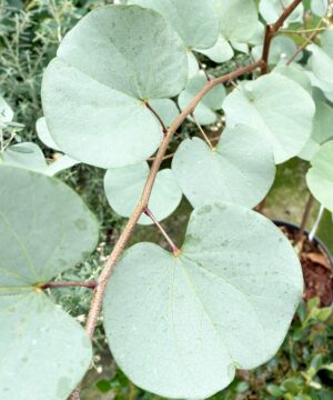 Cercis griffithii - Judaszowiec griffithii Blue Lagoon 50-70 cm Przedsprzedaż wyłka w drugiej połowie lipca 2026