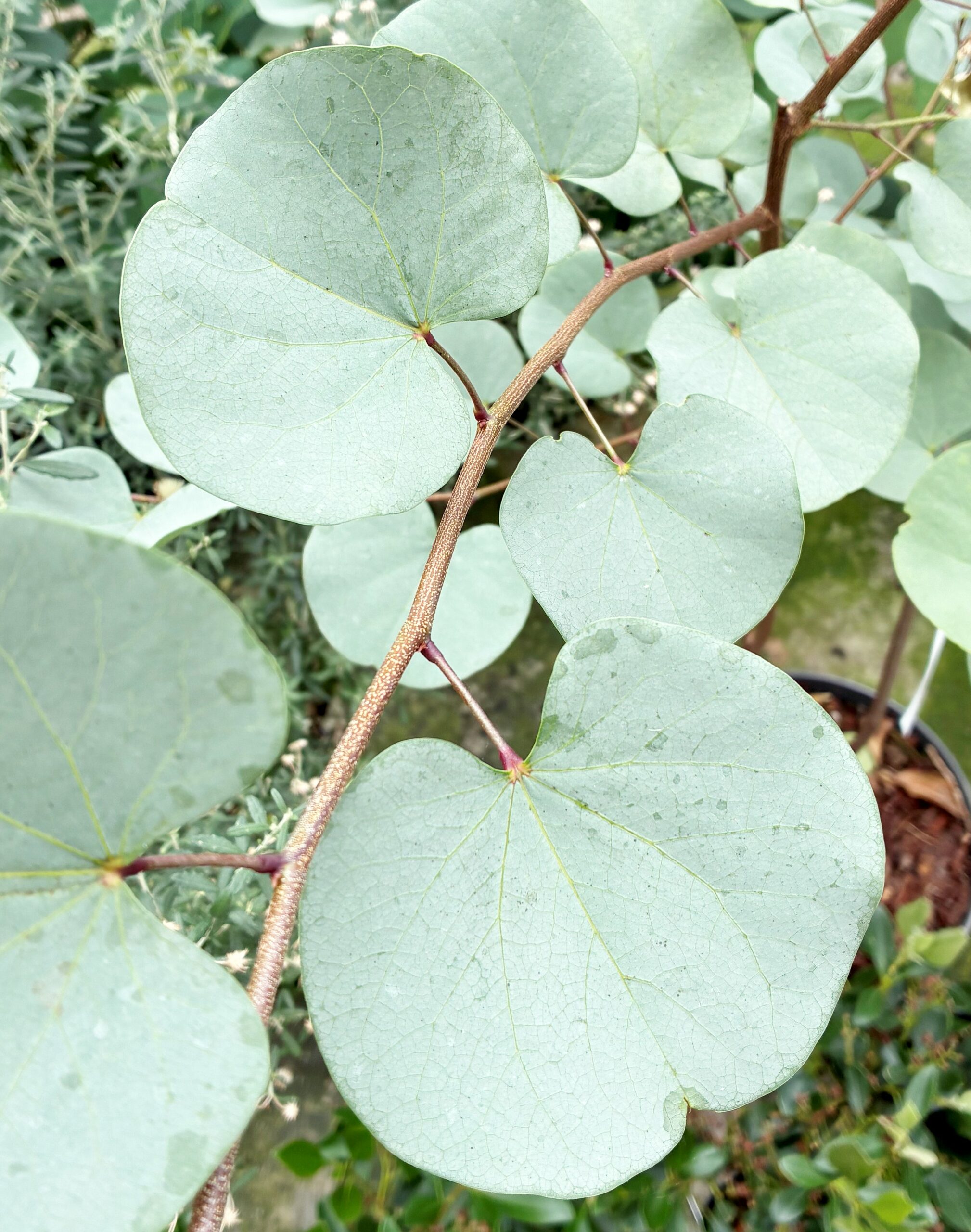 Cercis griffithii - Judaszowiec griffithii Blue Lagoon 50-70 cm Przedsprzedaż wyłka w drugiej połowie lipca 2026