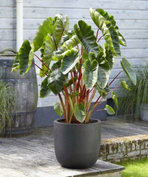 Alternative view of Colocasia - Kolokazja Hawaiian punch