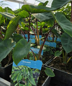 Colocasia - Kolokazja Hawaiian punch