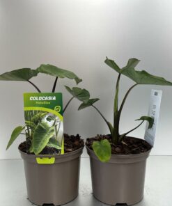 Colocasia rubra -Kolokazja Metallica