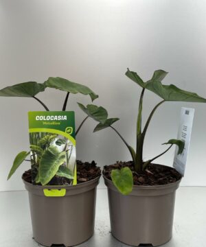 Colocasia rubra -Kolokazja Metallica