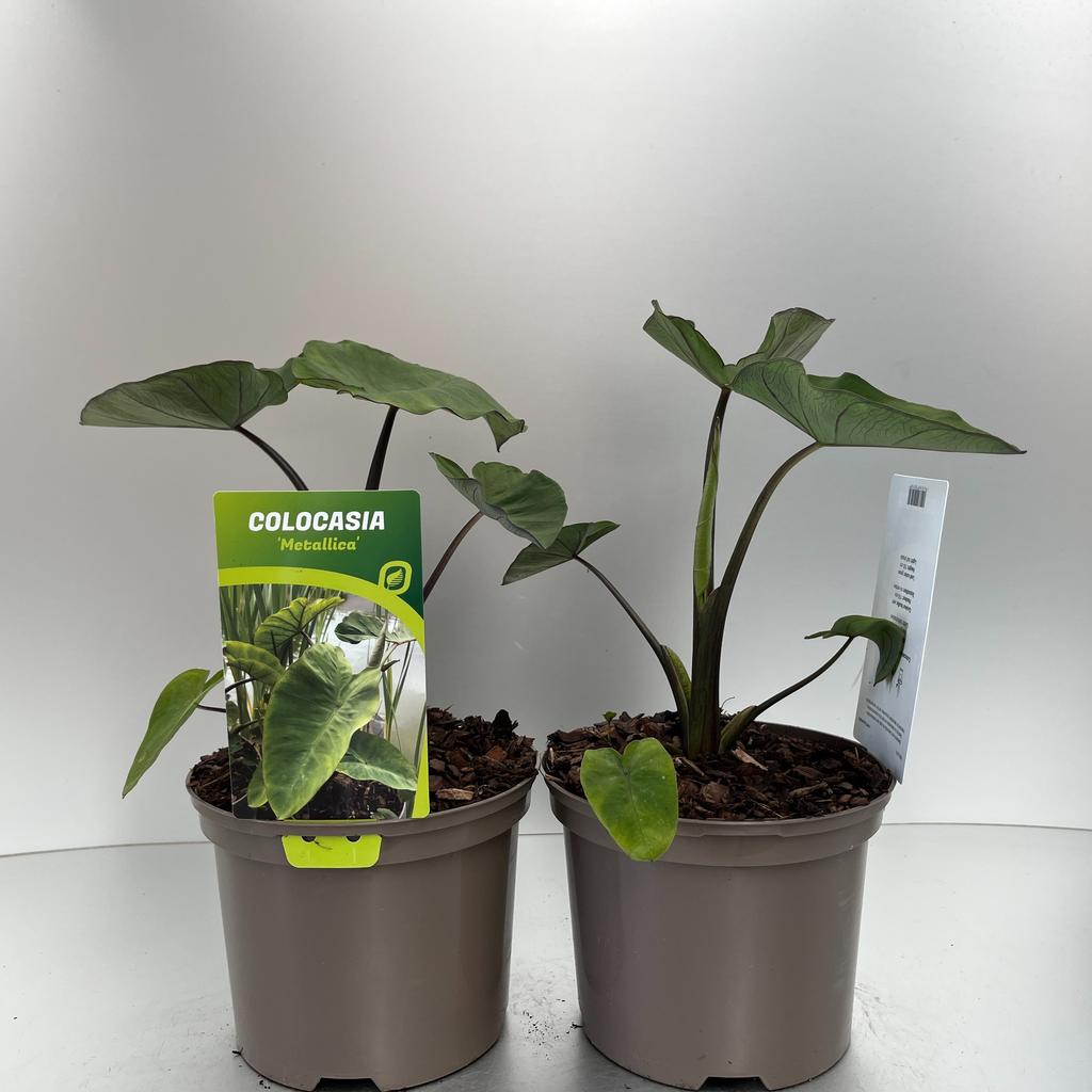 Colocasia rubra -Kolokazja Metallica