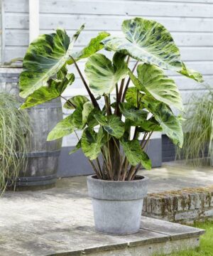 Alternative view of Colocasia - Kolokazja Mojito Wysyłka po 15.06