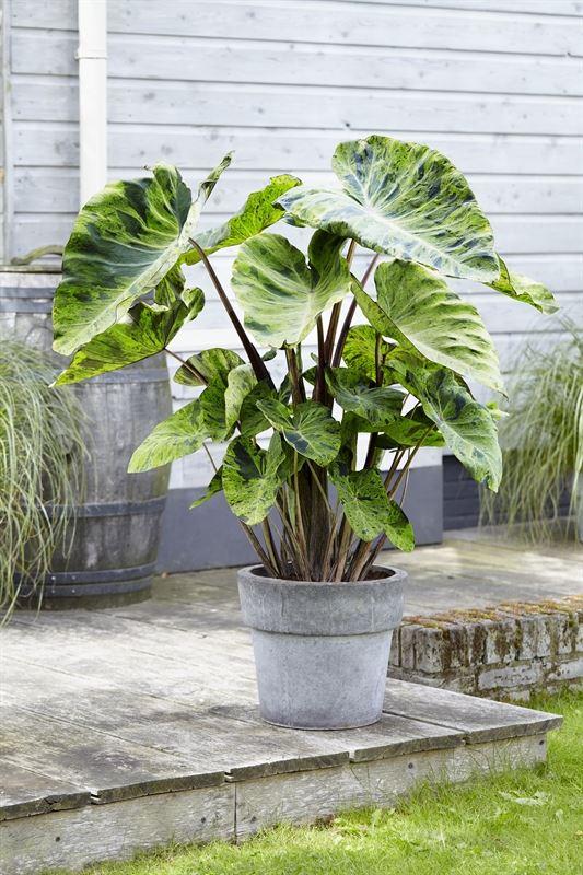 Colocasia - Kolokazja Mojito Wysyłka po 15.06 - obrazek 2