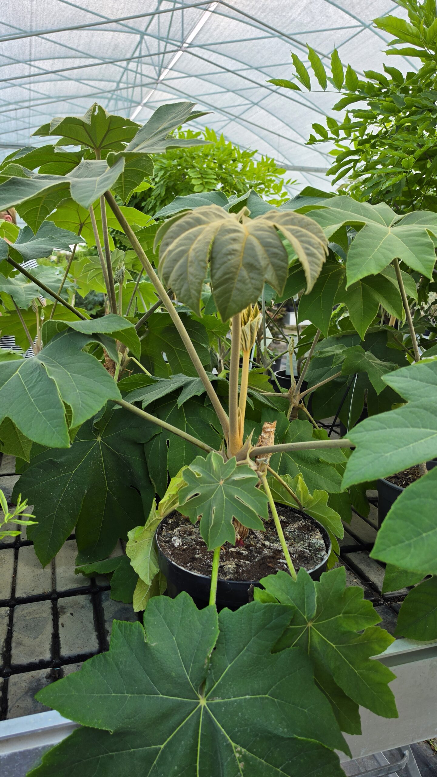 Tetrapanax papyrifer - Drzewo papierowe - obrazek 3