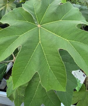 Tetrapanax papyrifer - Drzewo papierowe