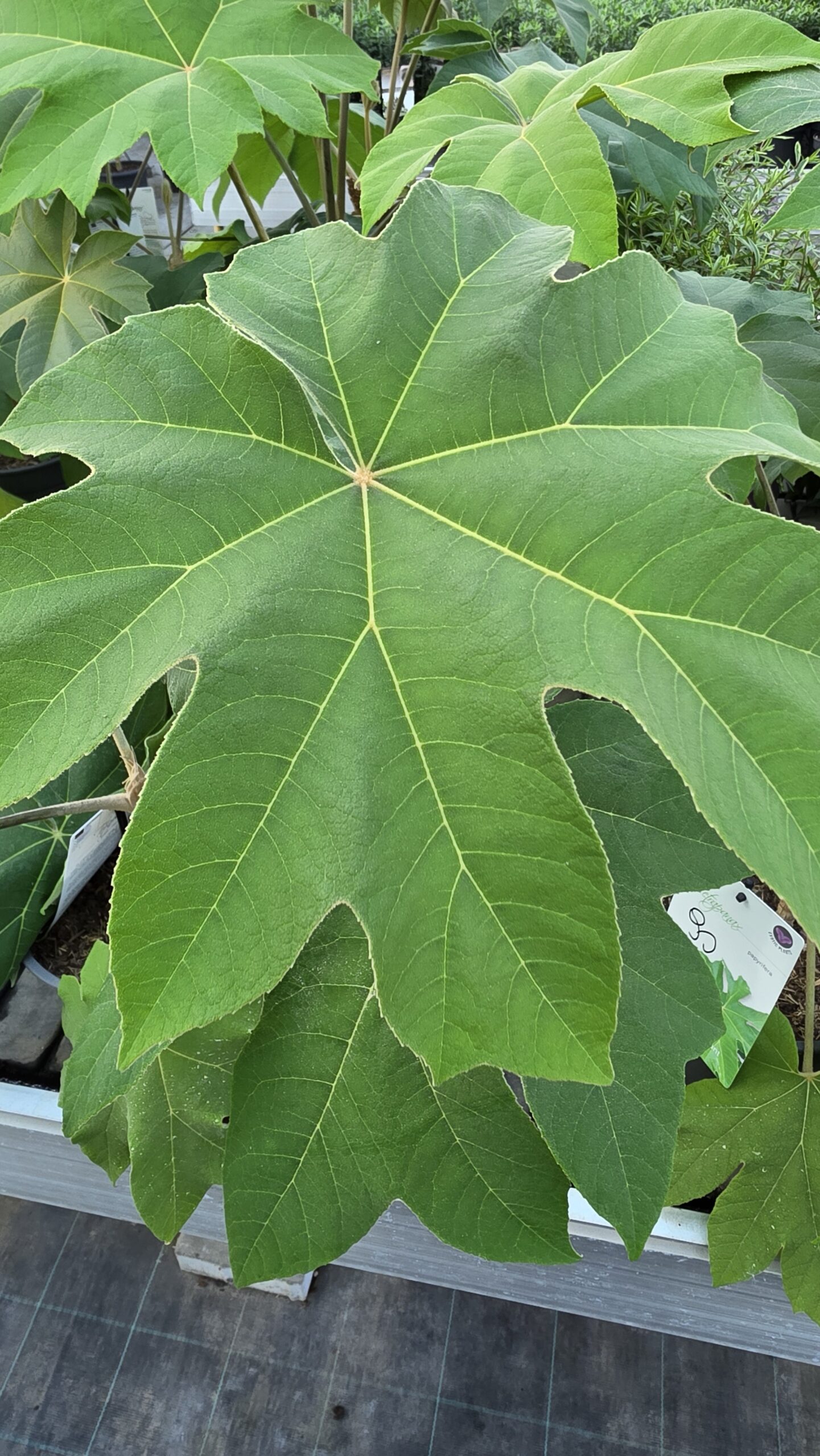 Tetrapanax papyrifer - Drzewo papierowe