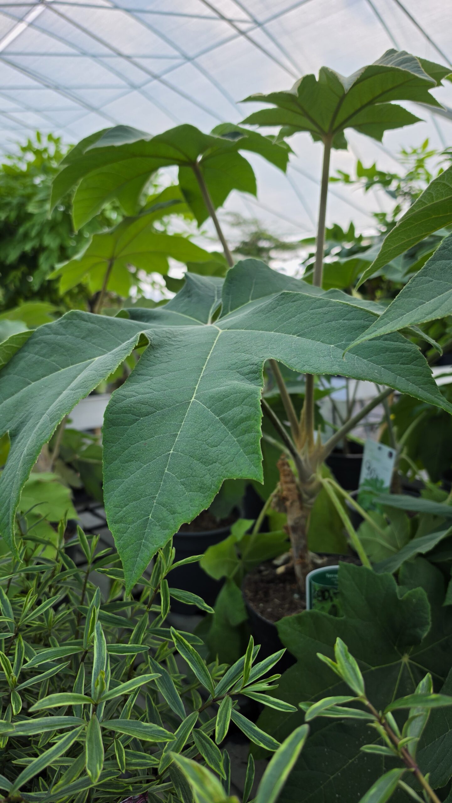 Tetrapanax papyrifer - Drzewo papierowe - obrazek 4