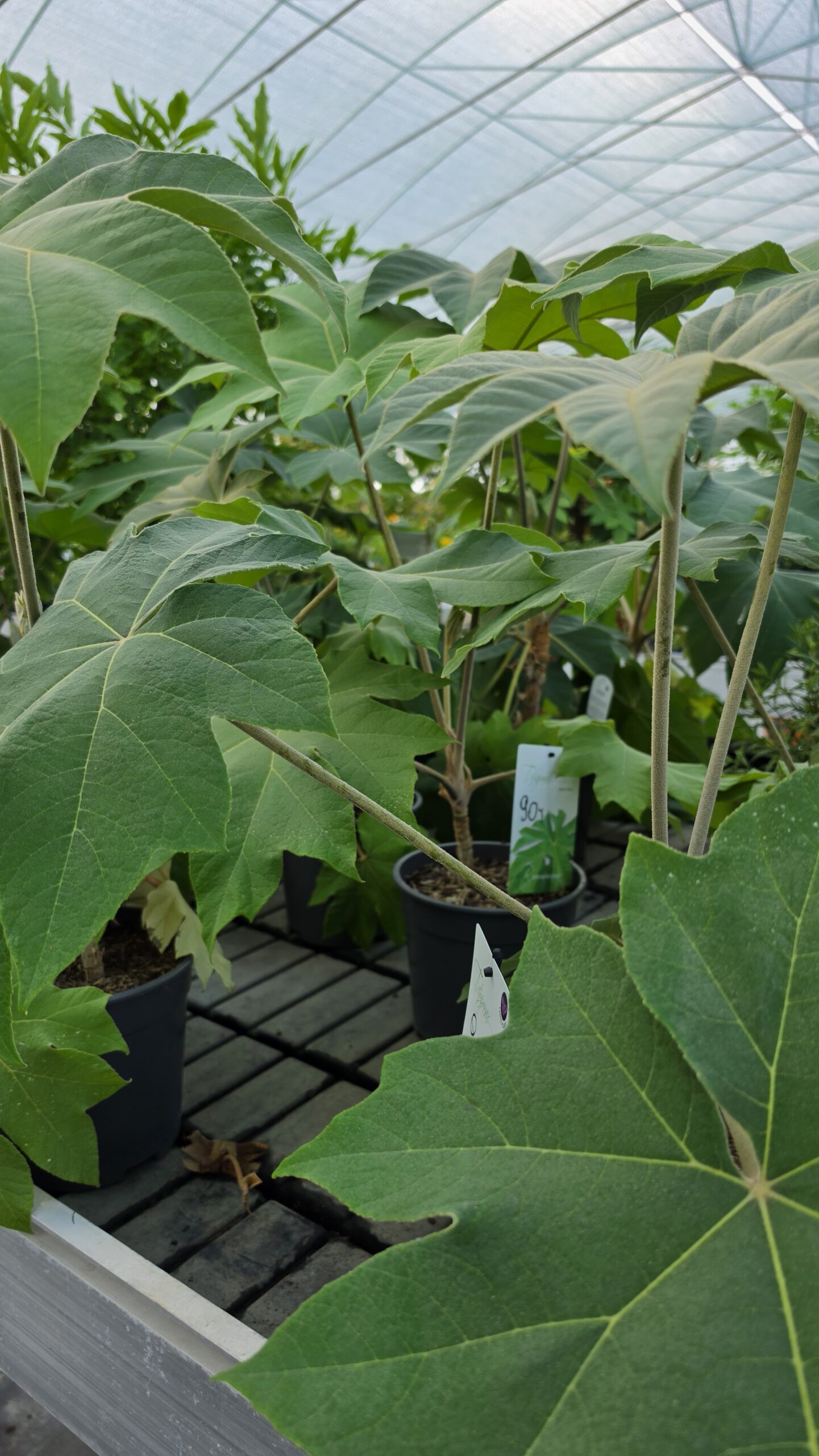 Tetrapanax papyrifer - Drzewo papierowe - obrazek 5