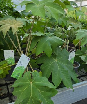 Alternative view of Tetrapanax papyrifer - Drzewo papierowe