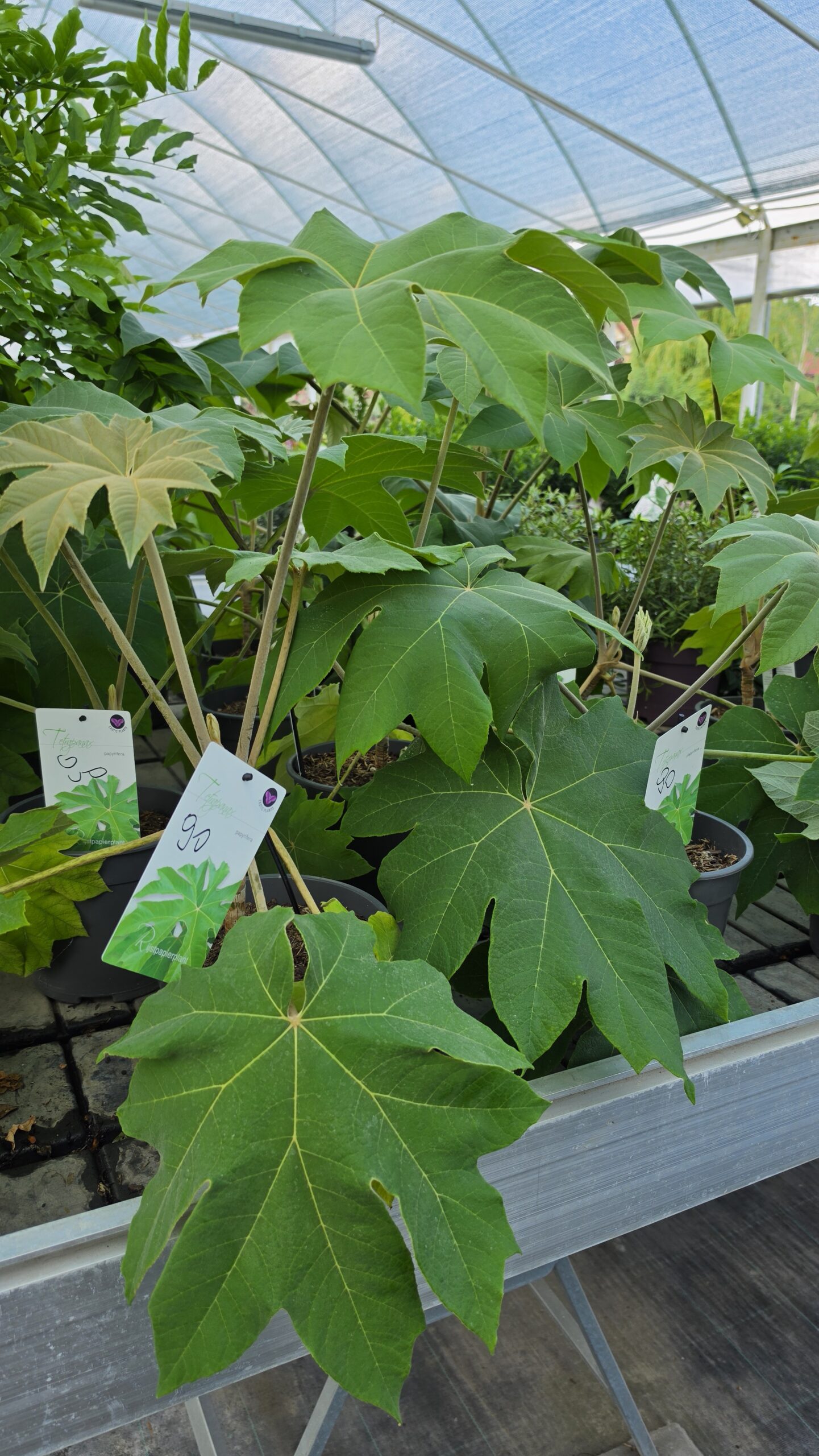 Tetrapanax papyrifer - Drzewo papierowe - obrazek 2