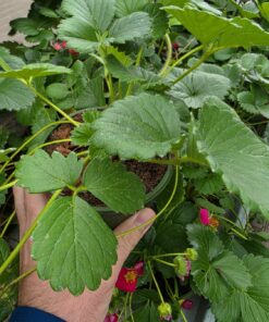 Alternative view of Fragaria ananassa - Truskawka Toscana