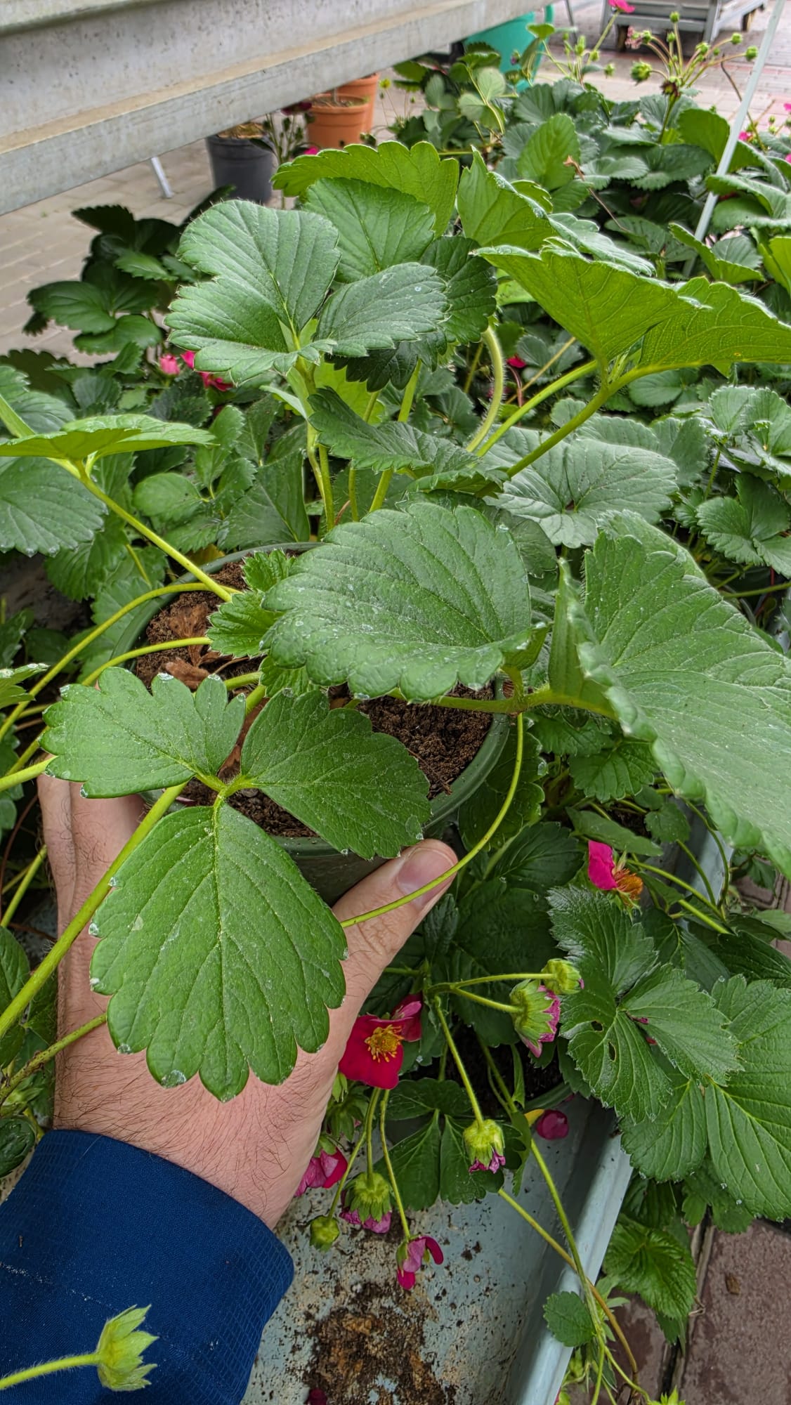 Fragaria ananassa - Truskawka Toscana - obrazek 2