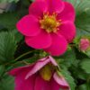 Fragaria ananassa - Truskawka Toscana