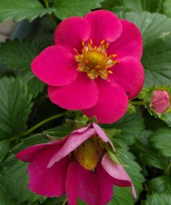 Fragaria ananassa - Truskawka Toscana