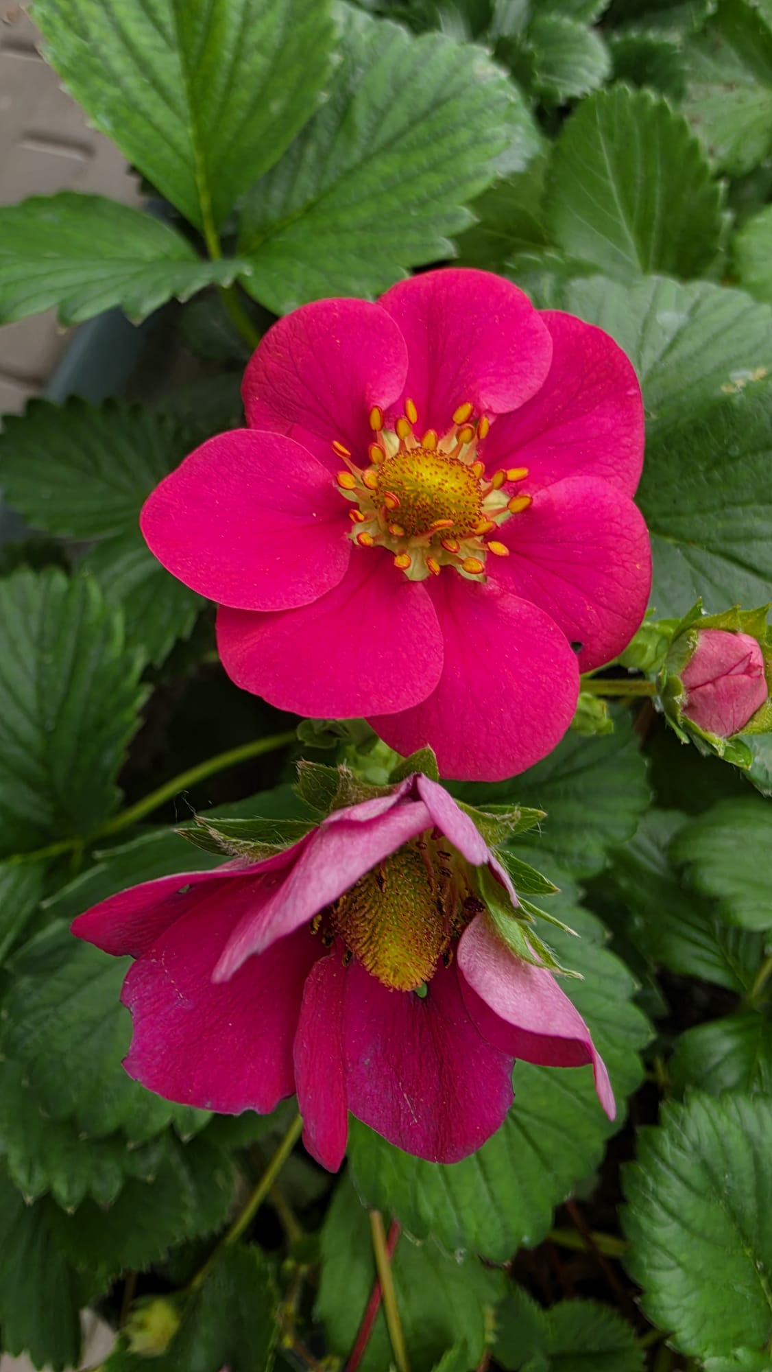 Fragaria ananassa - Truskawka Toscana