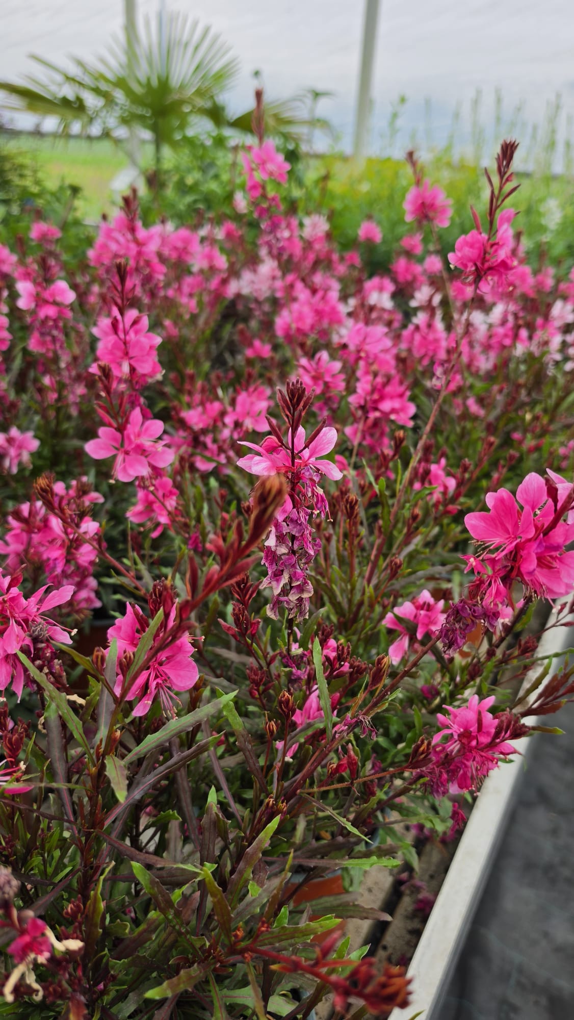 Gaura lindheimeri - Gaura lindheimeri Graceful Pink - obrazek 5