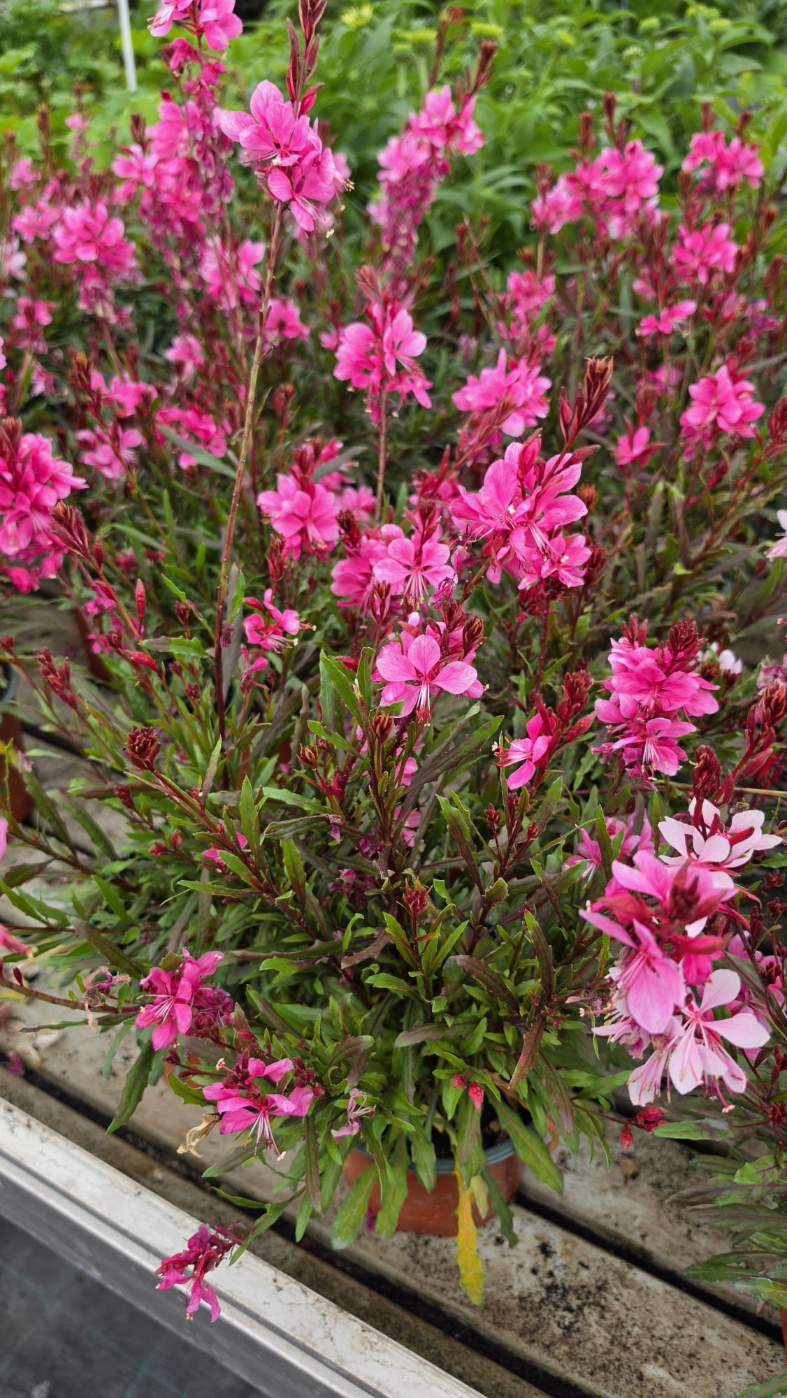 Gaura lindheimeri - Gaura lindheimeri Graceful Pink - obrazek 6