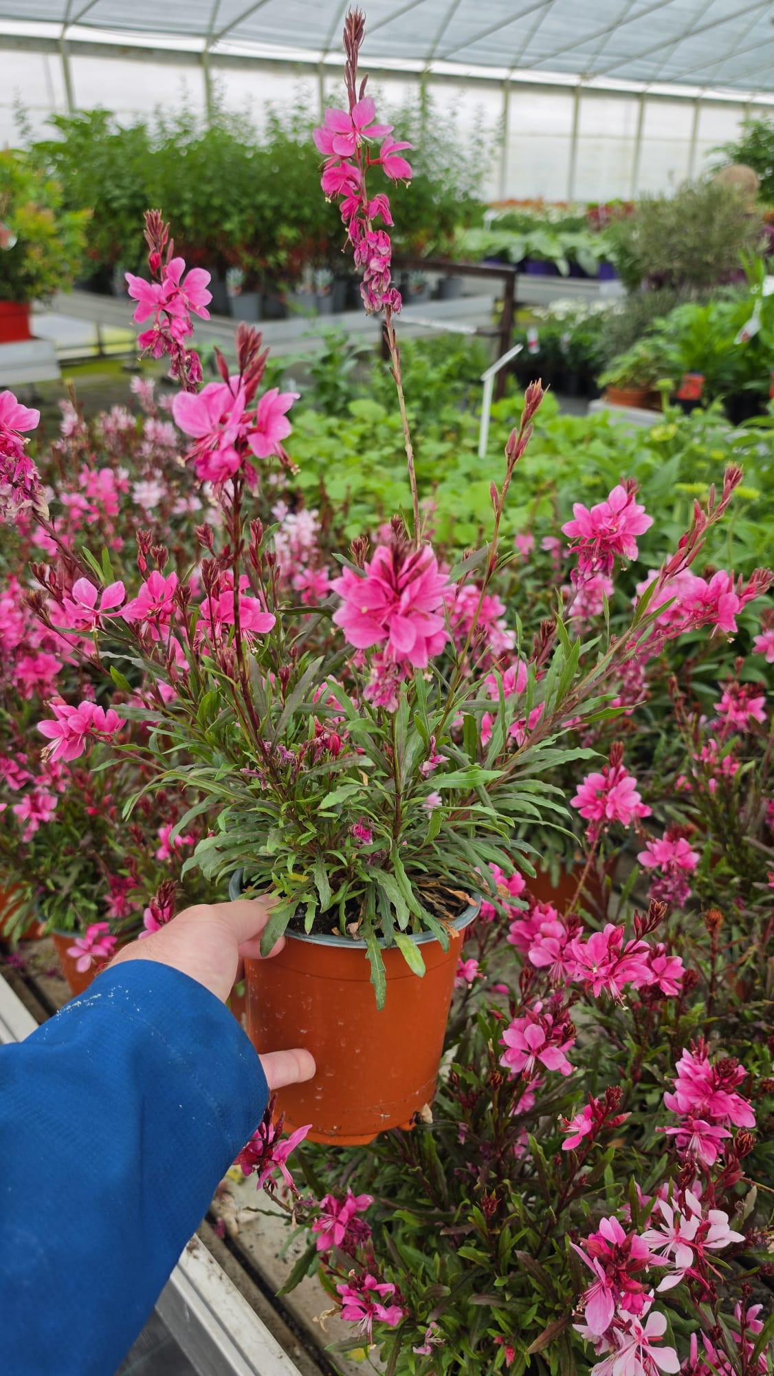 Gaura lindheimeri - Gaura lindheimeri Graceful Pink - obrazek 4