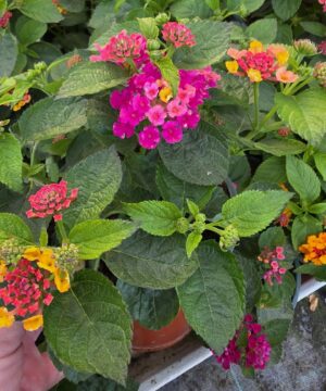 Alternative view of Lantana camara - Lantana Gem Diva Pink