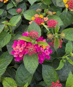 Lantana camara - Lantana Gem Diva Pink