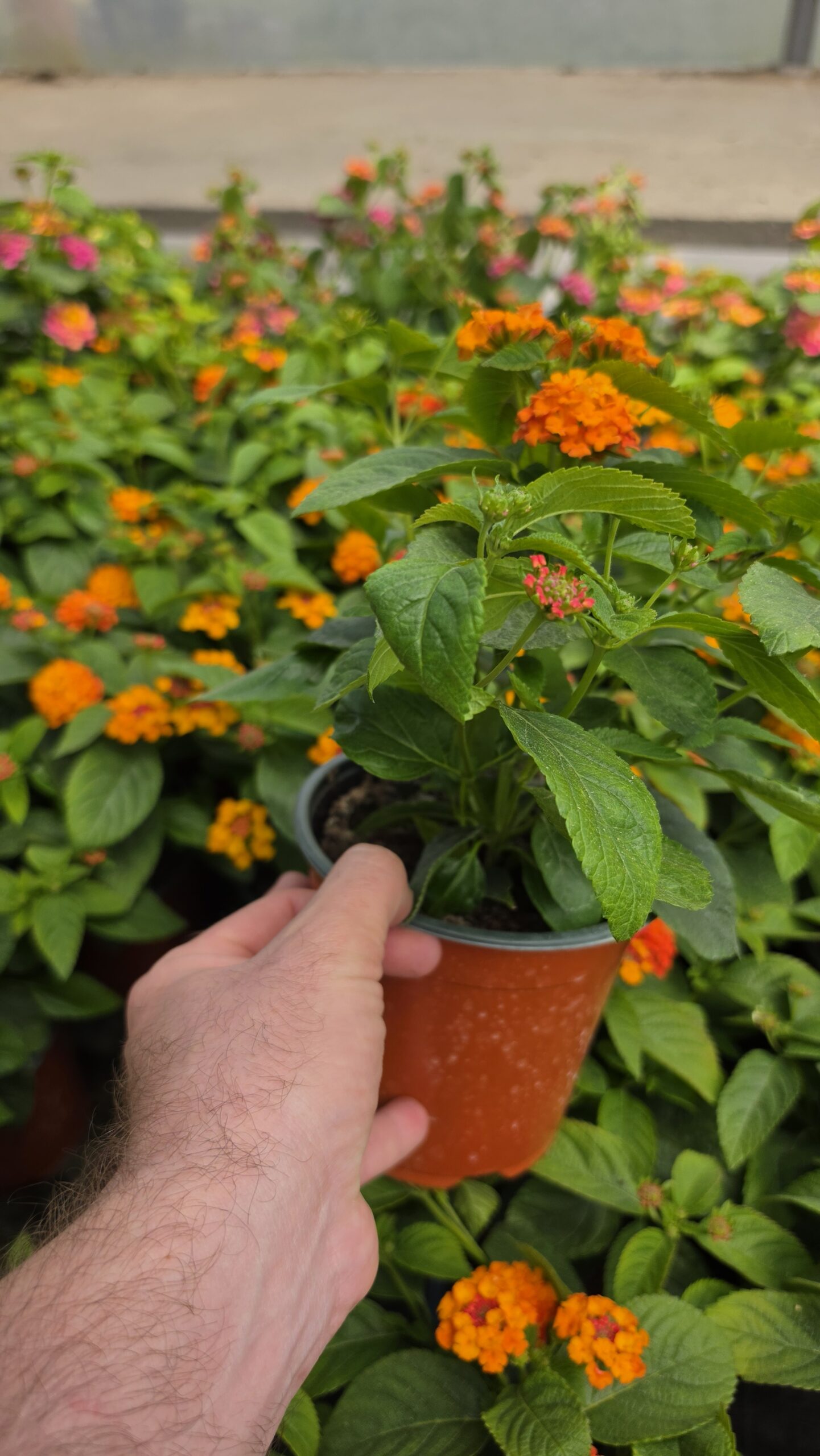 Lantana camara - Lantana Gem Ruby - obrazek 3
