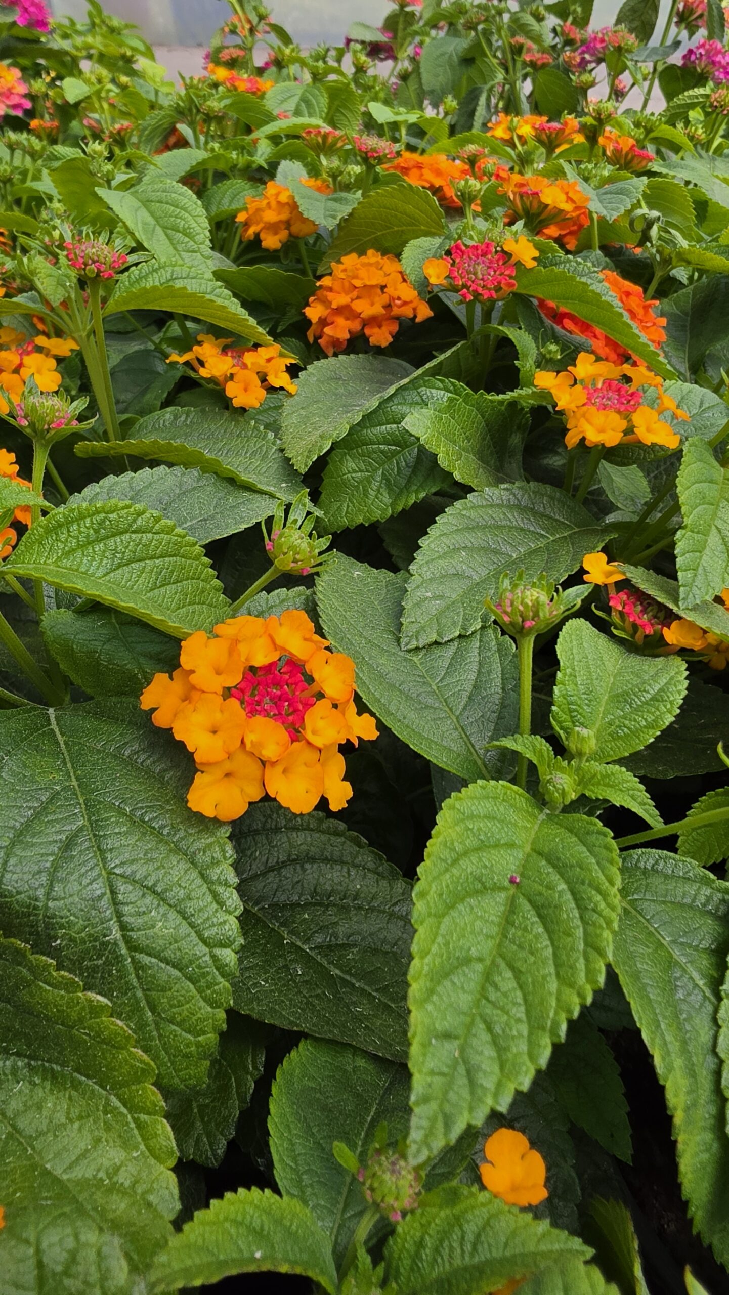 Lantana camara - Lantana Gem Ruby - obrazek 4