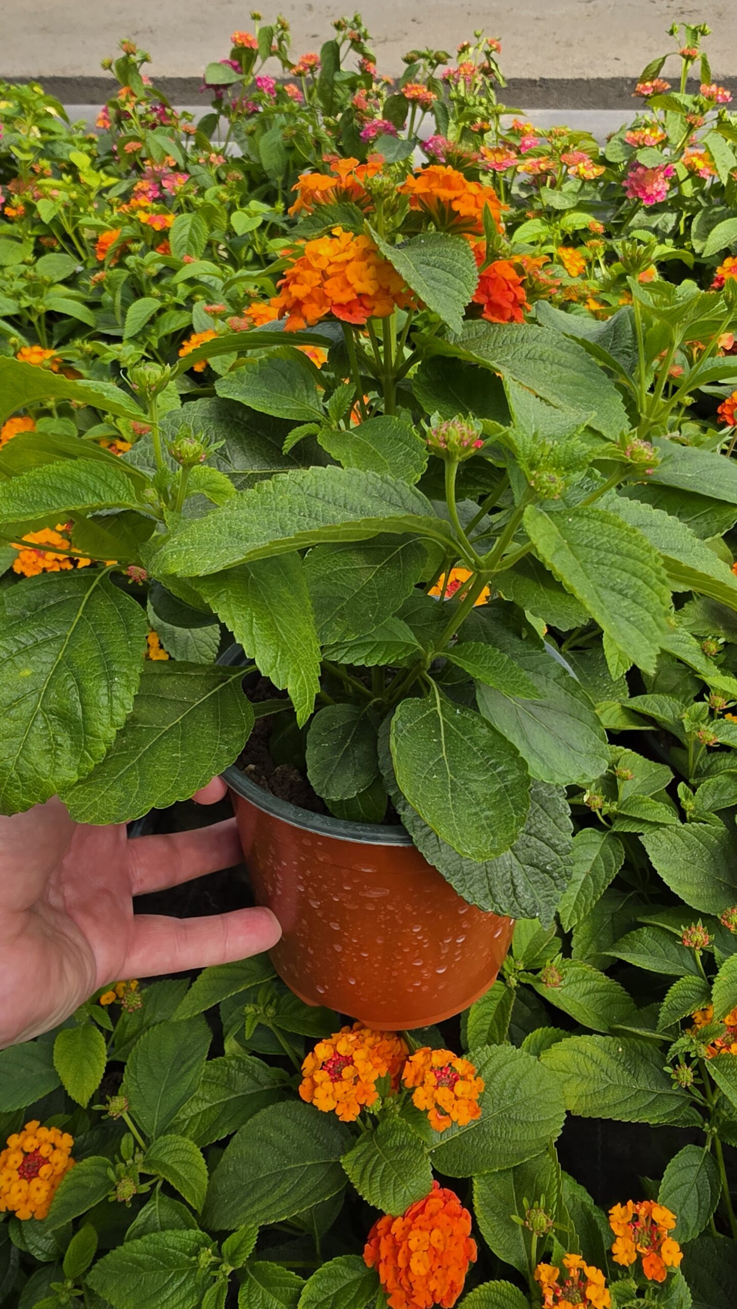 Lantana camara - Lantana Gem Ruby - obrazek 5