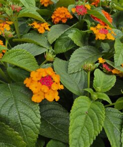 Alternative view of Lantana camara - Lantana Gem Ruby