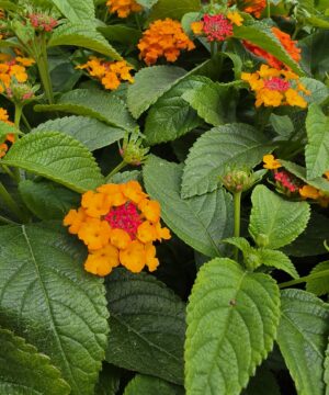 Alternative view of Lantana camara - Lantana Gem Ruby