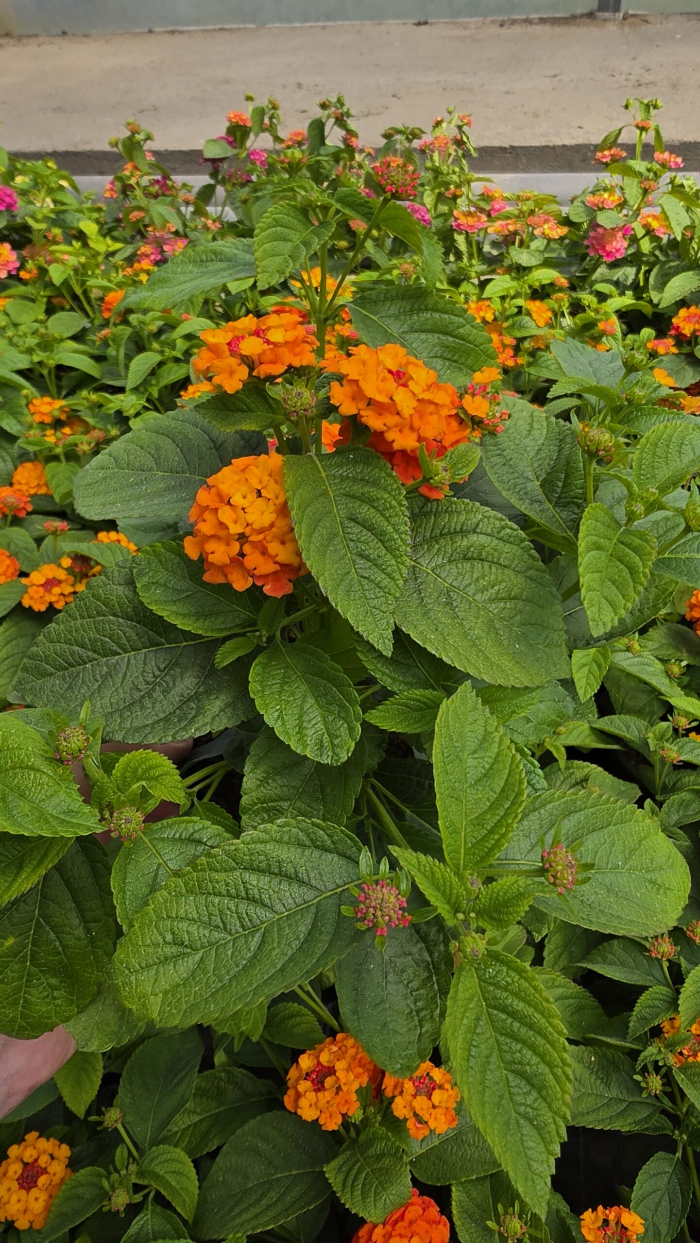 Lantana camara - Lantana Gem Ruby - obrazek 6