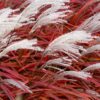 Miscanthus sinensis - Miskant chiński Lady In Red Wysyłka od 06.07.2026