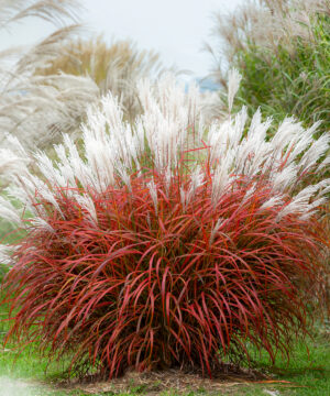 Alternative view of Miscanthus sinensis - Miskant chiński Lady In Red Wysyłka od 06.07.2026