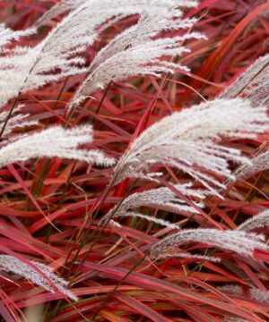 Miscanthus sinensis - Miskant chiński Lady In Red Wysyłka od 06.07.2026